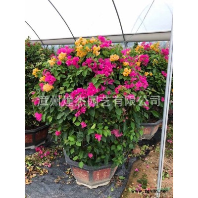 漳州木麻黃行情報價/福建木麻黃農戶基地圖片展示