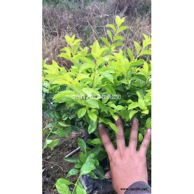 福建供應1-1.5米紅千層 40-80元  成活率高 品質好