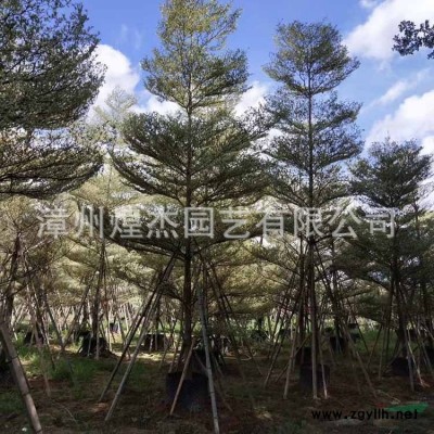 福建供應老人葵 福建華棕 漳州老人葵 漳州華棕規格*