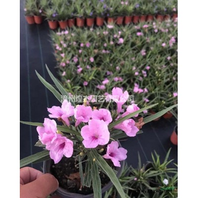 福建銀姬小蠟毛球 漳州銀姬小蠟毛球 哪里好/哪家便宜