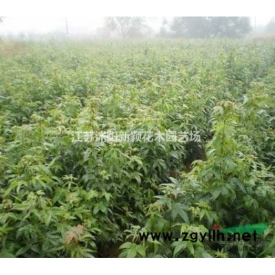 鋪地柏小苗，鋪地柏杯苗生產(chǎn)基地