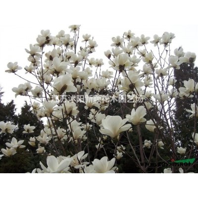 棣棠花 棣棠樹苗 棣棠小苗 棣棠苗圃 棣棠價(jià)格 棣棠花基地