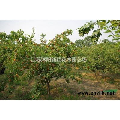 五角楓、三角楓、元寶楓