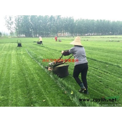 *冬青基地 低價供應各種規格冬青 基地直銷