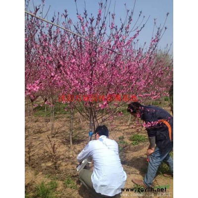 萬衛矛球價格_衛矛球基地_衛矛球產地_衛矛球綠化苗木苗圃基地