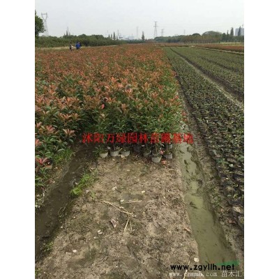 萬百日紅價格_百日紅圖片_百日紅產地_百日紅綠化苗木苗圃基地