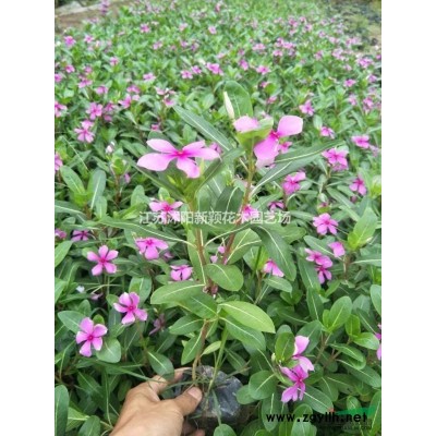 紫葉小波球價格_紫葉小波球產(chǎn)地_紫葉小波球綠化苗木苗圃基地