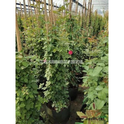 苦楝_楝棗樹綠化苗木