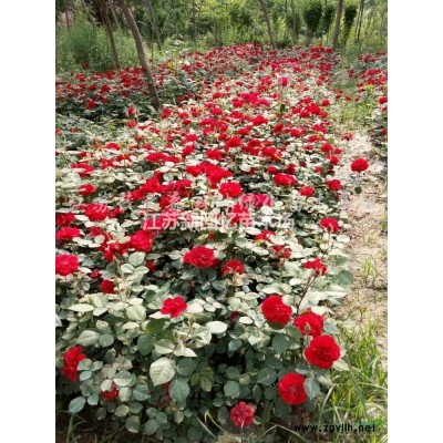 江蘇銀杏新報價/銀杏圖片