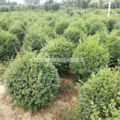 大量供應(yīng) 黃菖蒲 ，香蒲，花葉蘆竹 等水生植物