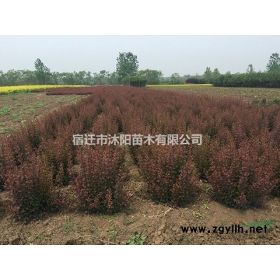 紫葉李價格_紫葉李圖片_紫葉李產地_紫葉李綠化苗木苗圃基地