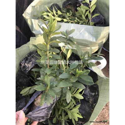 福建紅被桂小苗價(jià)格0.9