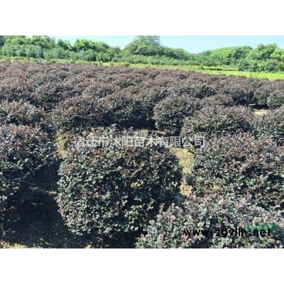 大葉女貞價(jià)格_大葉女貞產(chǎn)地_大葉女貞綠化苗木苗圃基地