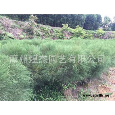 2021年福建紅葉石楠球新報價 致電 漳州煌杰園藝