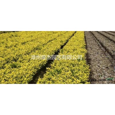 福建多花紅千層哪里好/哪家便宜 漳州紅千層價格 多花紅千層移植苗