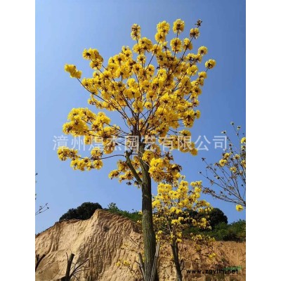 優質特價福建鐵樹 漳州鐵樹低價產地直銷