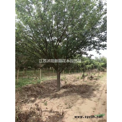 水生植物，玉帶草苗，玉帶草，觀賞植物