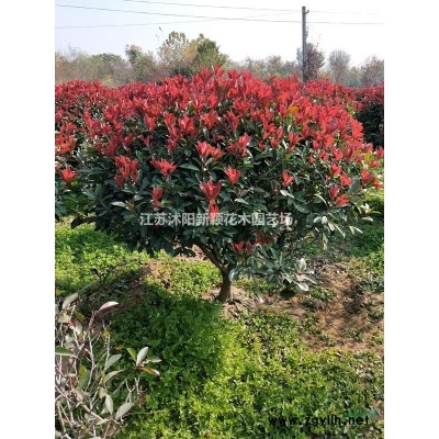 野茭白供應/浙江野茭白報基地