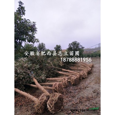 肥西專供大葉女貞、1-15公分規格*質量*