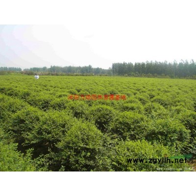 *冬青球基地 低價供應各種規格冬青球 基地直銷