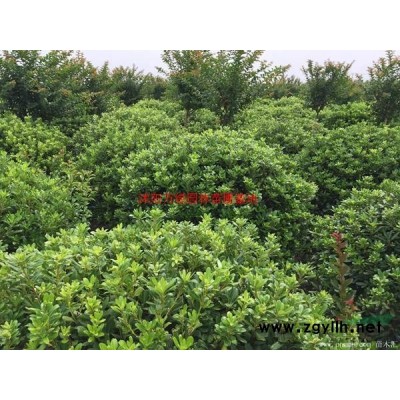 萬綠園林冬青苗圖片-冬青苗價格-綠化苗圃批發冬青苗