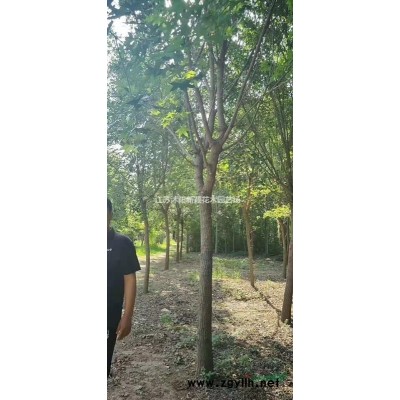 灑金柏球產(chǎn)地 灑金柏球圖片 灑金柏球價(jià)格 灑金柏球小苗