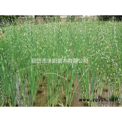 黃金槐價格_黃金槐圖片_黃金槐產地_黃金槐綠化苗木苗圃基地