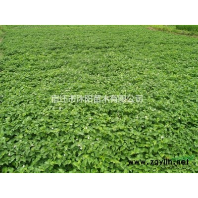 大葉黃楊苗價格_大葉黃楊苗產地_大葉黃楊苗綠化苗木苗圃基地