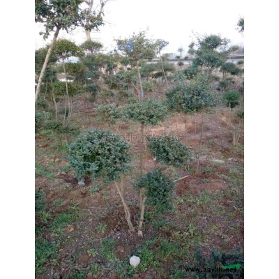 江蘇榆葉梅裝車現場新報價/榆葉梅裝車現場圖片