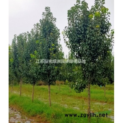 江蘇銀杏樹介紹
