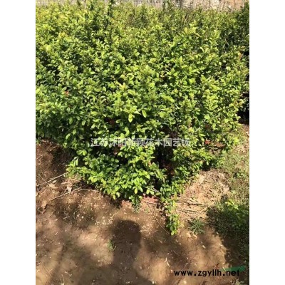 梭魚草 水生植物批發(fā)苗圃基地價格大量供應(yīng)各種綠化苗木量大從優(yōu)