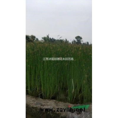 鋪地柏 鋪地柏苗 鋪地柏小苗基地