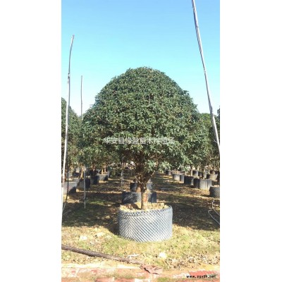 2021年福建夾竹桃高度50公分到80公分價格13元新報價