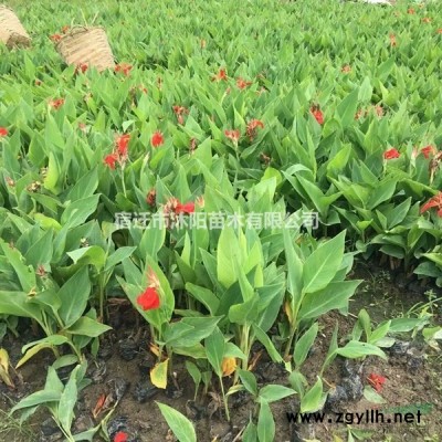 羅漢竹價(jià)格_羅漢竹圖片_羅漢竹產(chǎn)地綠化苗木苗圃基地