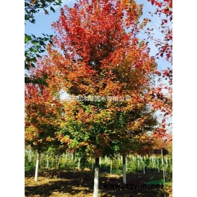 香蒲價(jià)格_香蒲圖片_香蒲產(chǎn)地綠化苗木苗圃基地