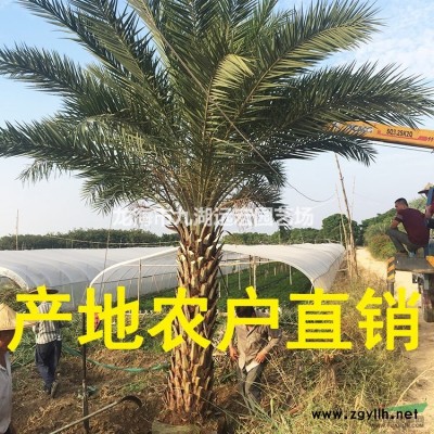 銀海棗 福建大型銀海棗基地農戶直接批發價 物美價廉