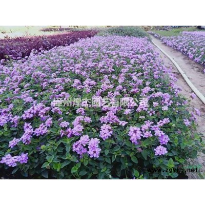 福建供應供應錦葉欖仁移植苗 漳州錦葉欖仁工程綠化風景樹 行道樹批發規格*