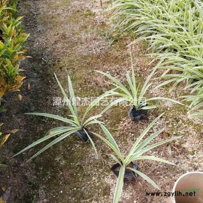 優質特價茶梅福建產地直銷 價格優惠