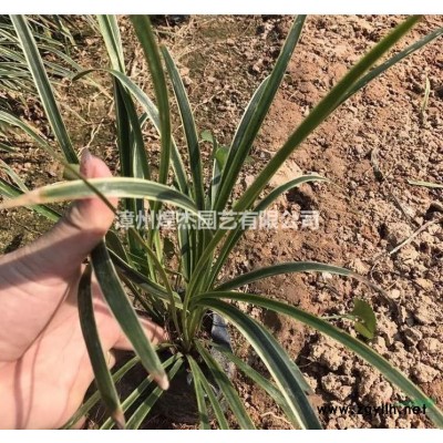 2021年福建變葉木價格哪里好/哪家便宜 咨詢漳州煌杰園藝