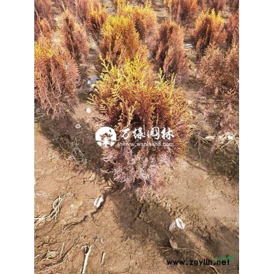 國槐價格多少錢一棵？