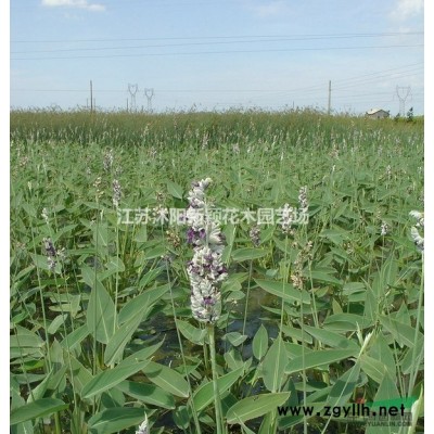 從生大葉女貞、從生大葉女貞價(jià)格、叢生大葉女貞供應(yīng)商