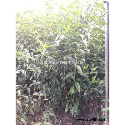 沭陽(yáng)衛(wèi)矛基地 高桿衛(wèi)矛球 獨(dú)桿衛(wèi)矛球 衛(wèi)矛小苗多少錢一株圖片