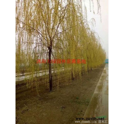 萬榆葉梅價格_榆葉梅圖片_榆葉梅產地_榆葉梅綠化苗木苗圃基地