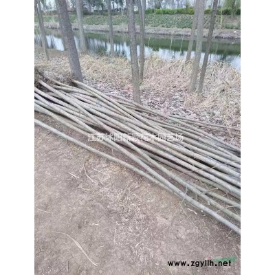 綠化苗小葉女貞 小葉女貞球基地