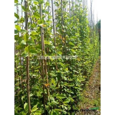 基地直銷大葉黃楊小苗 大葉黃楊球照片 江蘇冬青球產(chǎn)地