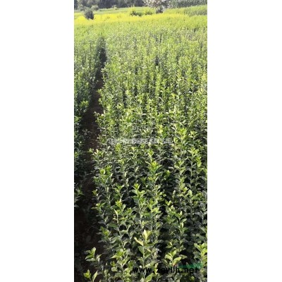 沭陽梅花基地 紅梅 綠梅 美人梅 榆葉梅 珍珠梅價格表圖片