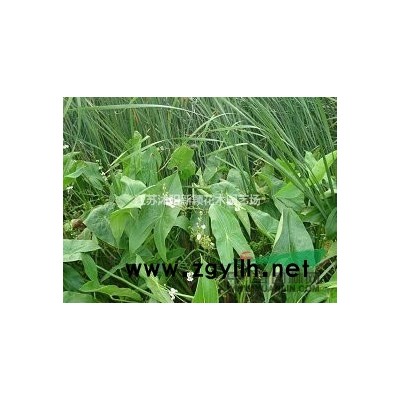 沭陽枇杷基地 銷售枇杷小苗