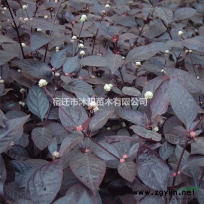 青珊瑚樹圖片-青珊瑚樹價格-綠化苗木基地產地直銷