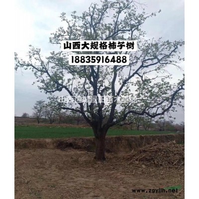 蘋果苗批發(fā)·蘋果苗量大·山西運城千畝蘋果苗種植基地