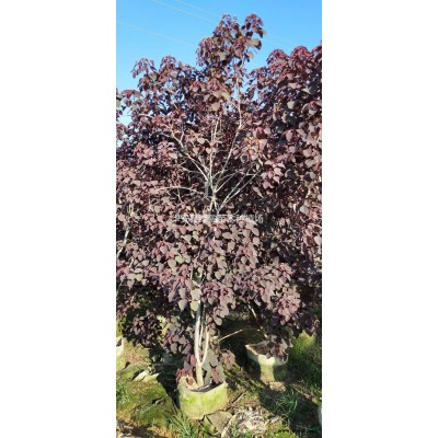 黑金剛高度50公分價(jià)格6元